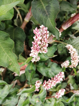 小花