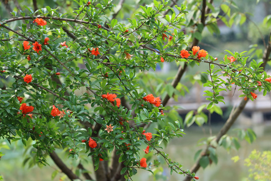 石榴花