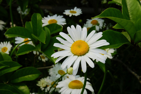 白晶菊