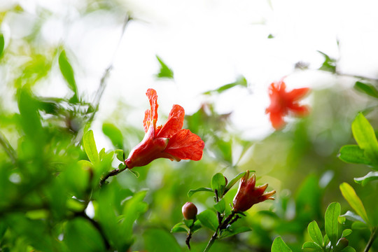 石榴花素材