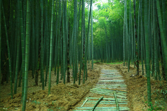 竹林小道