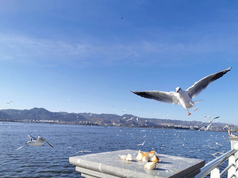 海鸥