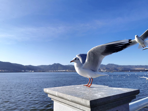 海鸥