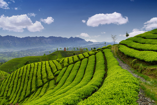 湖北鹤峰木耳山茶园