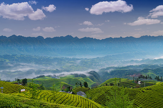 湖北鹤峰木耳山茶园