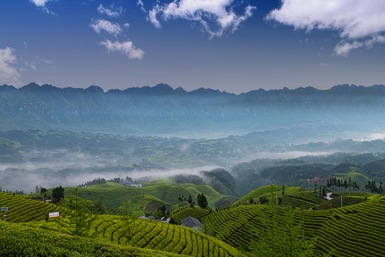 湖北鹤峰木耳山茶园