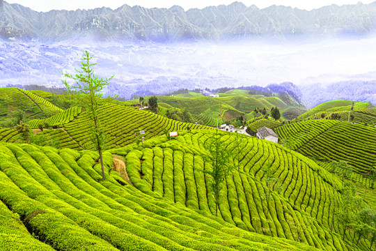 湖北鹤峰木耳山茶园