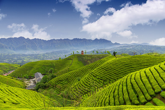 湖北鹤峰木耳山茶园