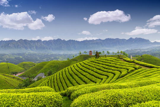 湖北鹤峰木耳山茶园