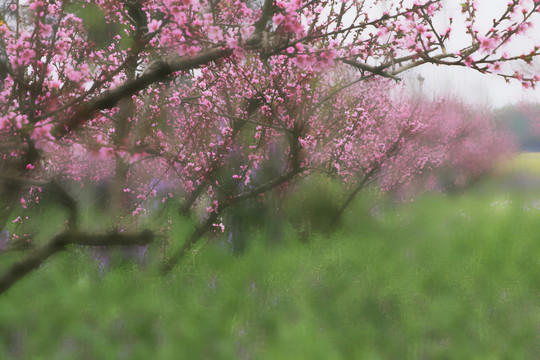 桃花
