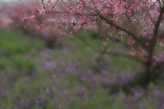 桃花