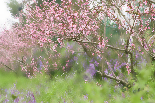桃花