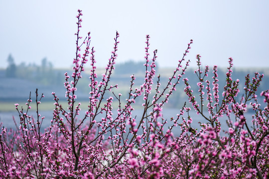 桃花