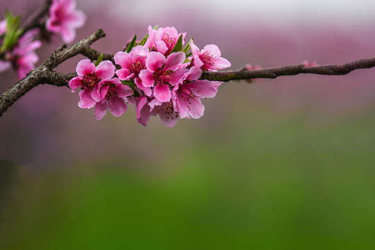 桃花