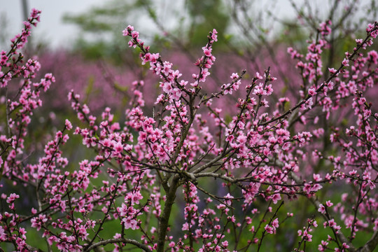 桃花