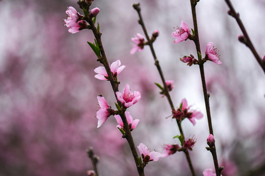 桃花