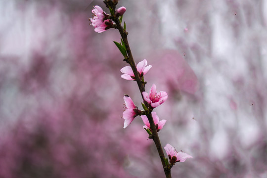 桃花