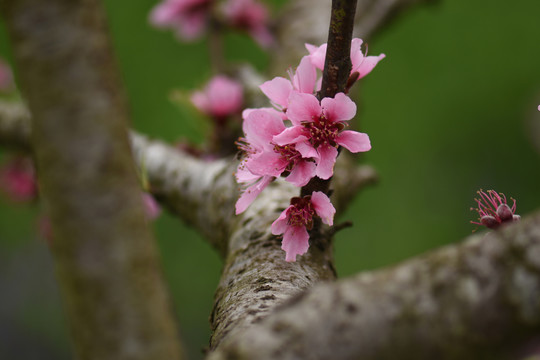 桃花