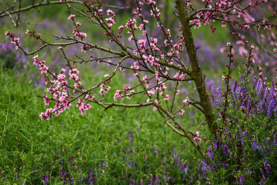 桃花