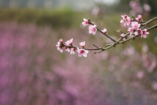 桃花