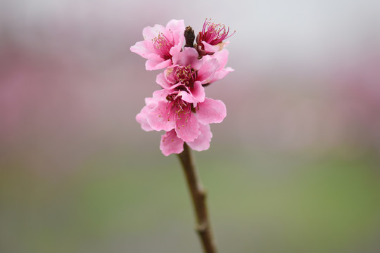 桃花