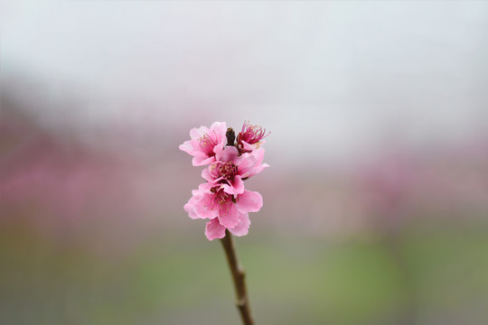 桃花