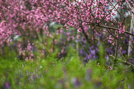 桃花