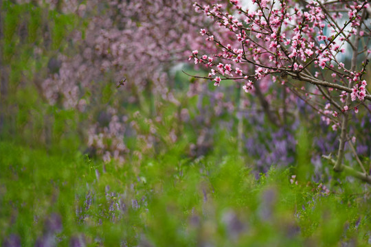 桃花