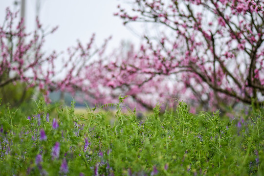 桃花