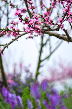 桃花