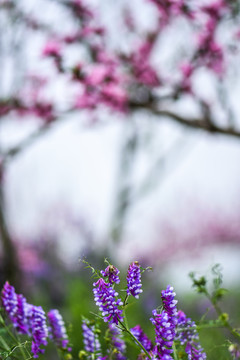 蓝色花花