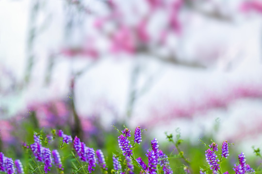 蓝色花花