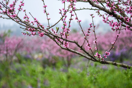 桃花