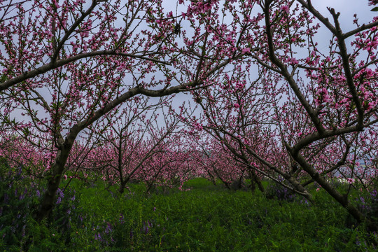 桃花