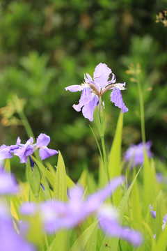 鸢尾花