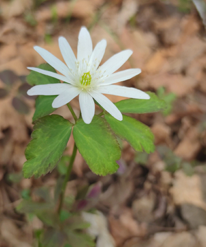 小白花