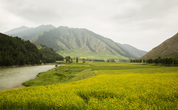 青海油菜花