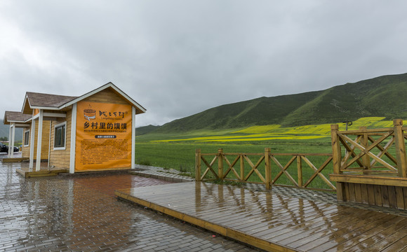 高原油菜花