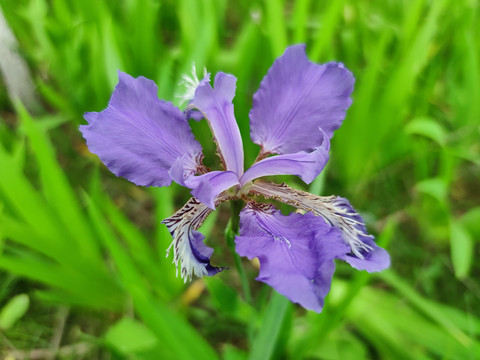 鸢尾花植物花草花卉鸢尾园林绿化