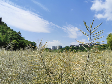 油菜籽