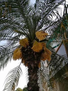 大王椰宾糖树