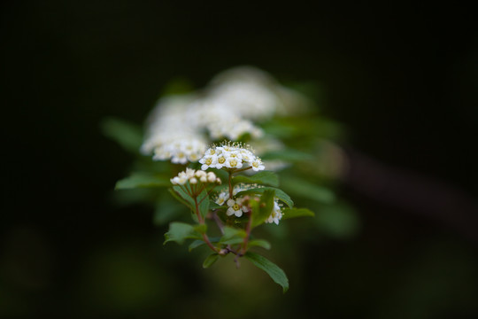 小白花