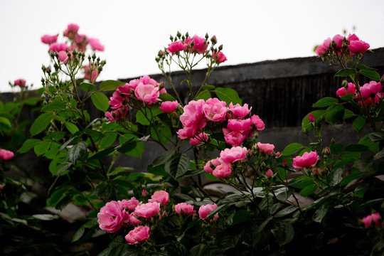 花卉装饰