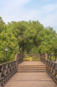 木栈道绿树风景