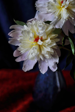 芍药