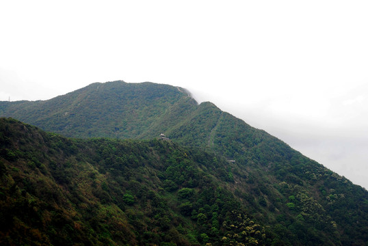 仰视大梧桐山