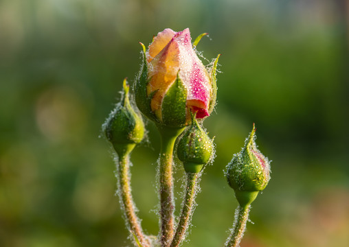 月季花