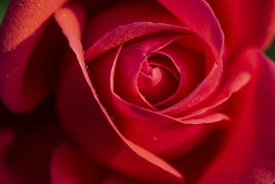 月季花