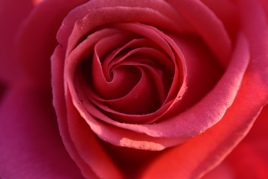 月季花