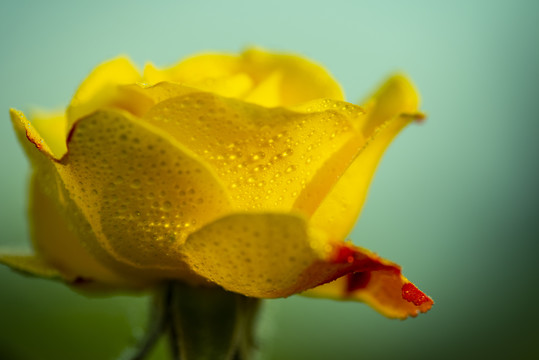 月季花